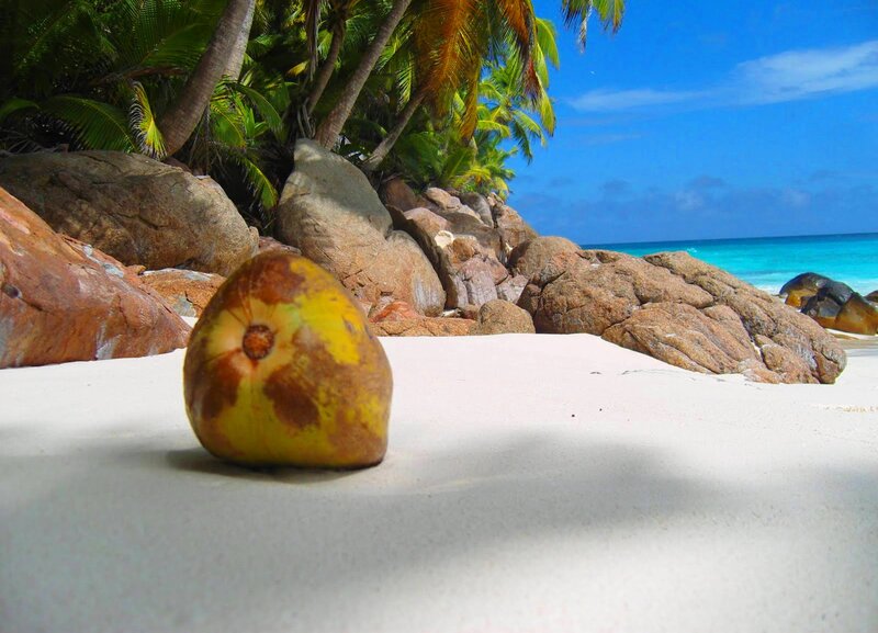 Coconut on Beach — White