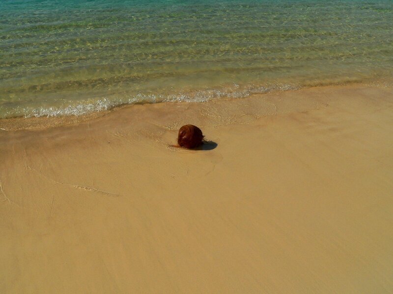 coconut on sandy beach