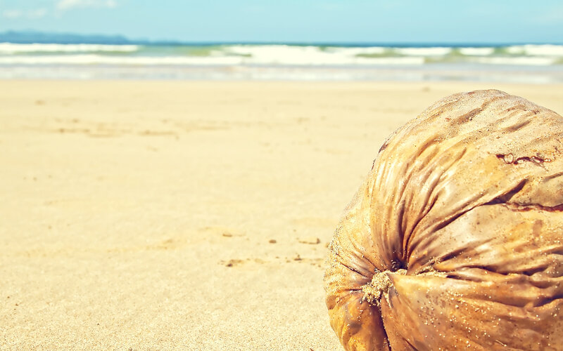 coconut on sandy beach