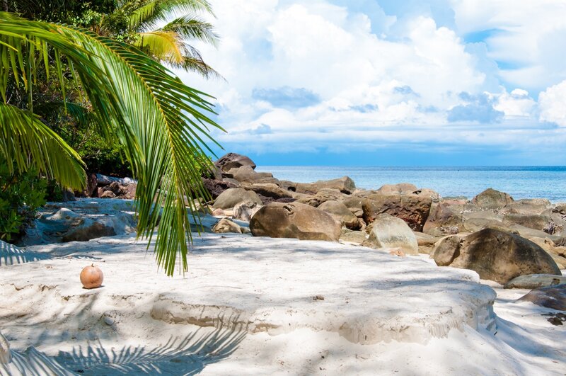 Coconut on Sandy Beach — White
