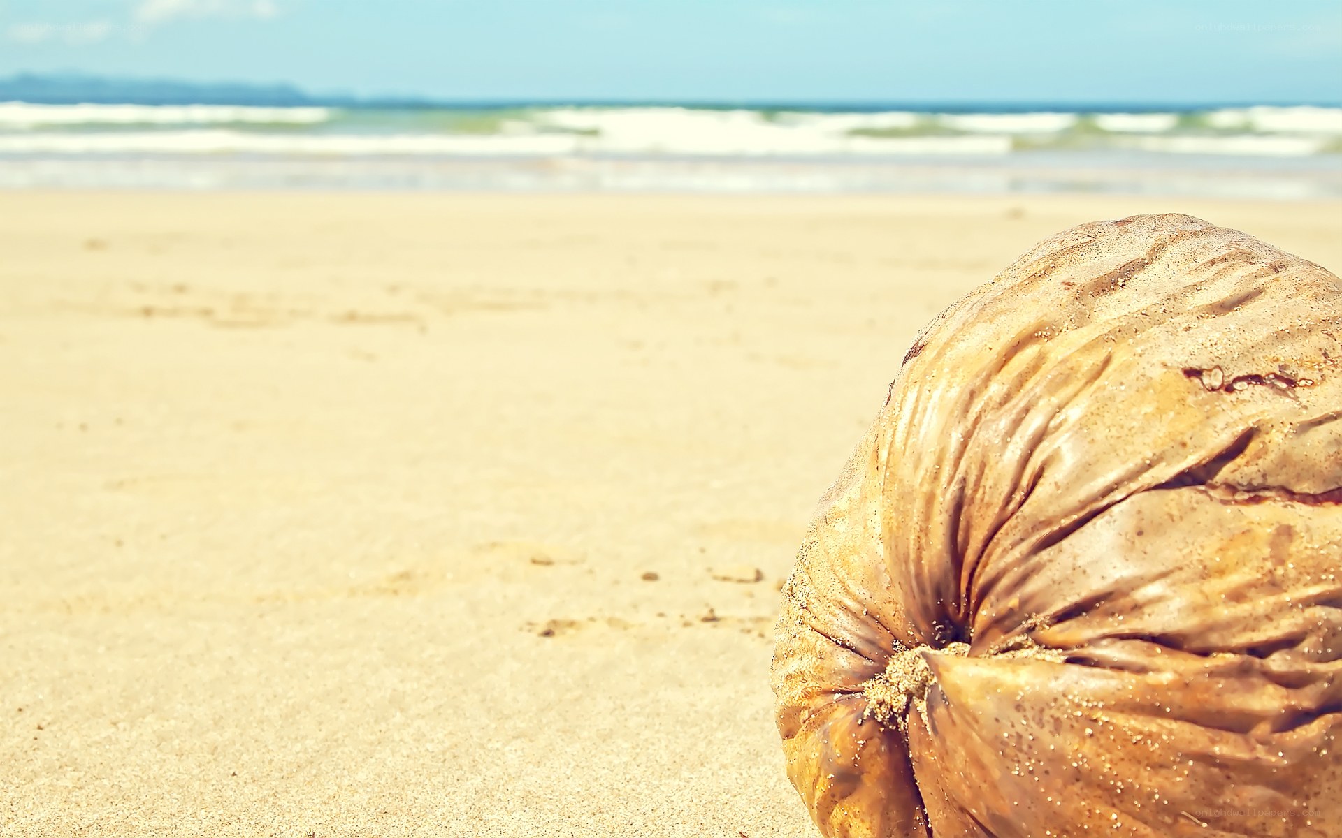 coconut on sandy beach