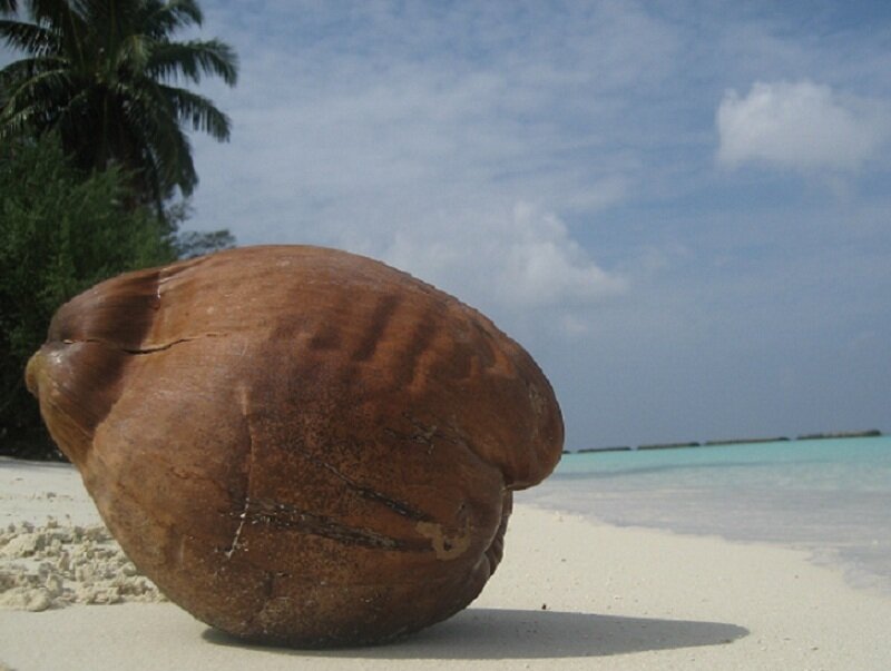 coconut on tropical beach