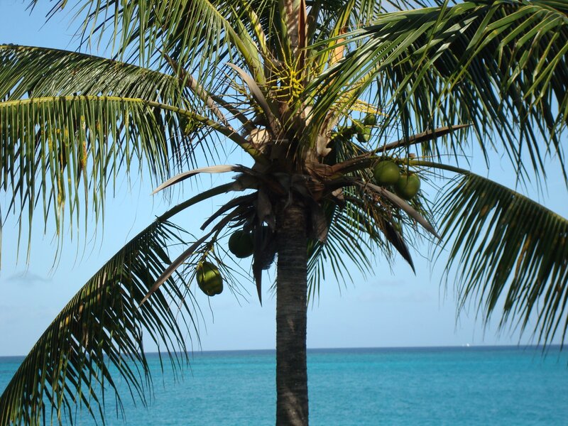 coconut palm by the ocean