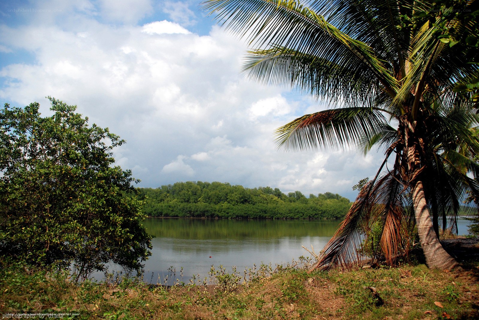 Coconut palm by the river