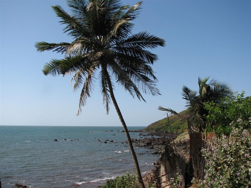 coconut palm by the sea