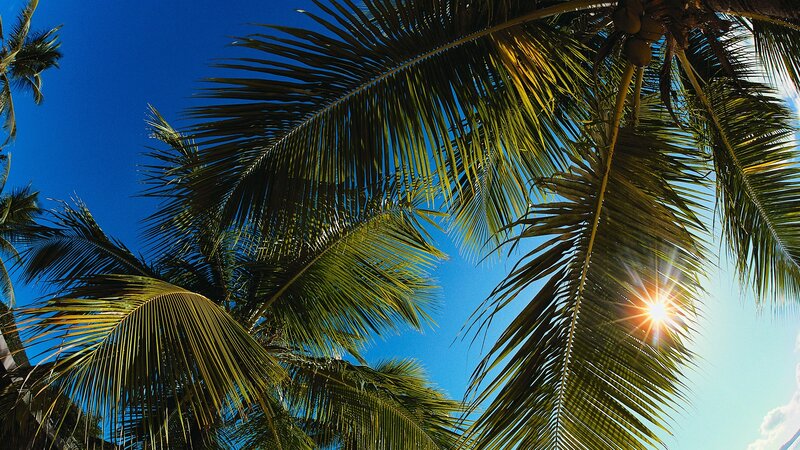 Coconut Palm Fronds — Blue, Bright