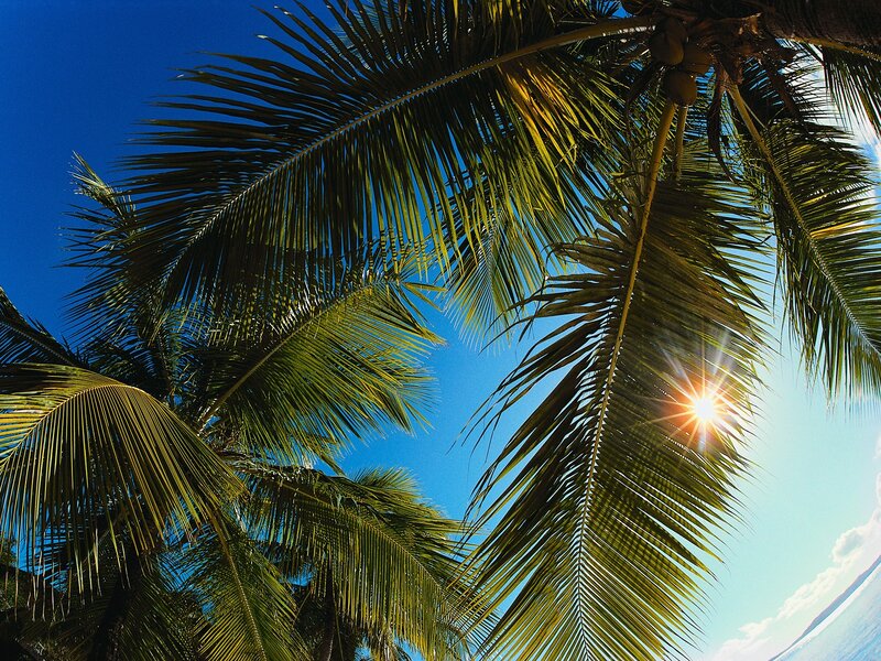 Coconut Palm Fronds — Blue, Serene
