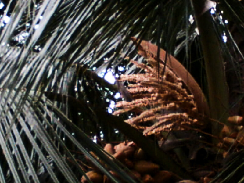 Coconut Palm Fronds