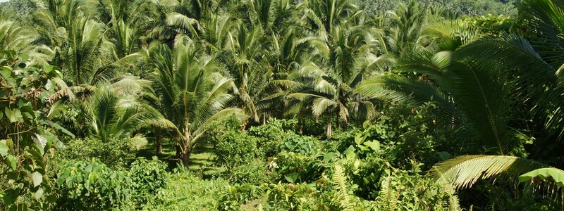 Coconut Palm Grove — Green