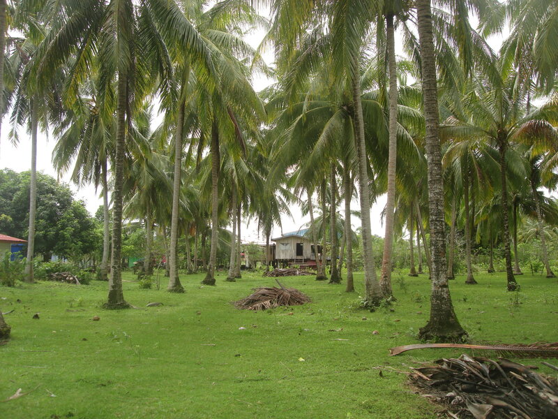 Coconut Palm Grove