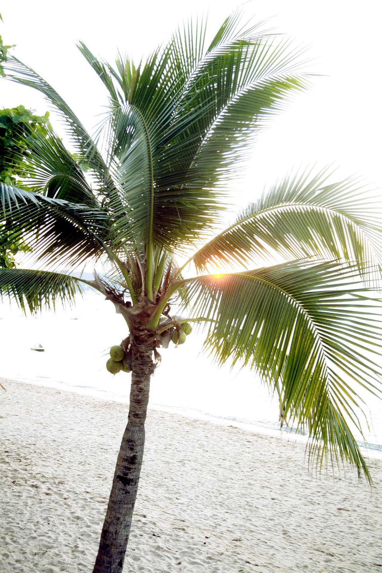 coconut palm on beach at sunset
