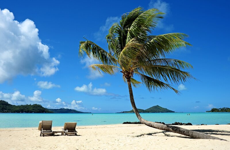 Coconut Palm on Beach — Blue, Serene, Afternoon, Photograph, Chairs