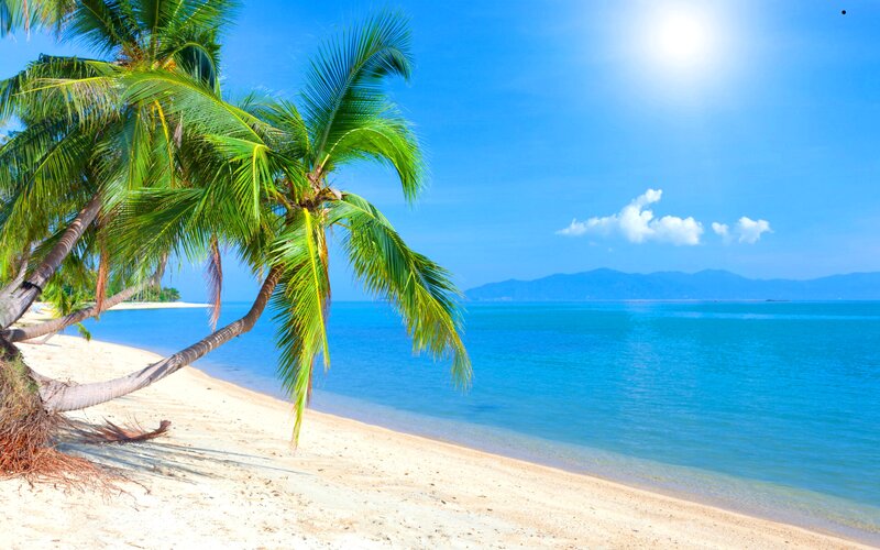 Coconut Palm on Beach — Blue, Serene, Afternoon, Photograph, Ocean, Mountains