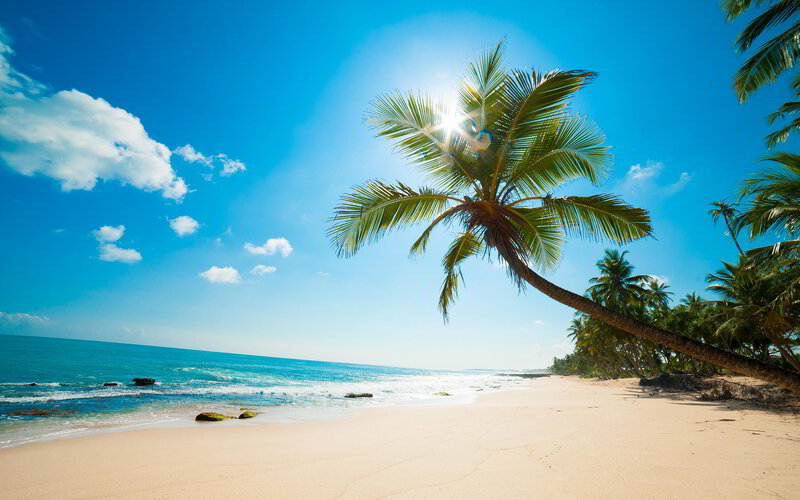 Coconut Palm on Beach — Blue, Serene, Afternoon, Photograph, Ocean, Sand, Sky