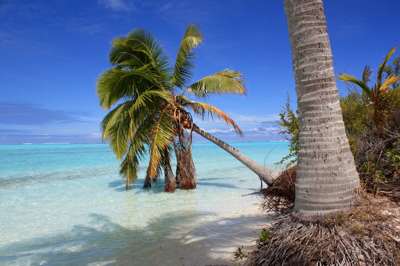 Coconut Palm on Beach — Blue, Serene, Afternoon, Photograph, Ocean, Sand
