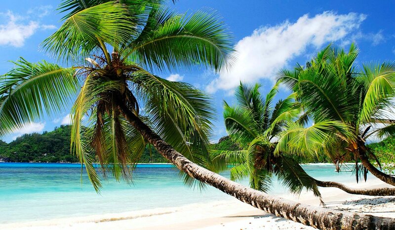 Coconut Palm on Beach — Blue, Serene, Afternoon, Photograph, Ocean, Sand, Trees
