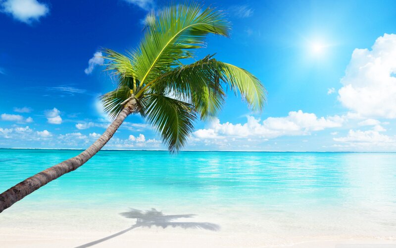 Coconut Palm on Beach — Blue, Serene, Afternoon, Photograph, Ocean, Sky, Clouds