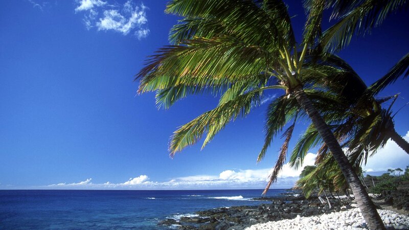 Coconut Palm on Beach — Blue, Serene, Afternoon, Photograph, Ocean, Sky, Rocks