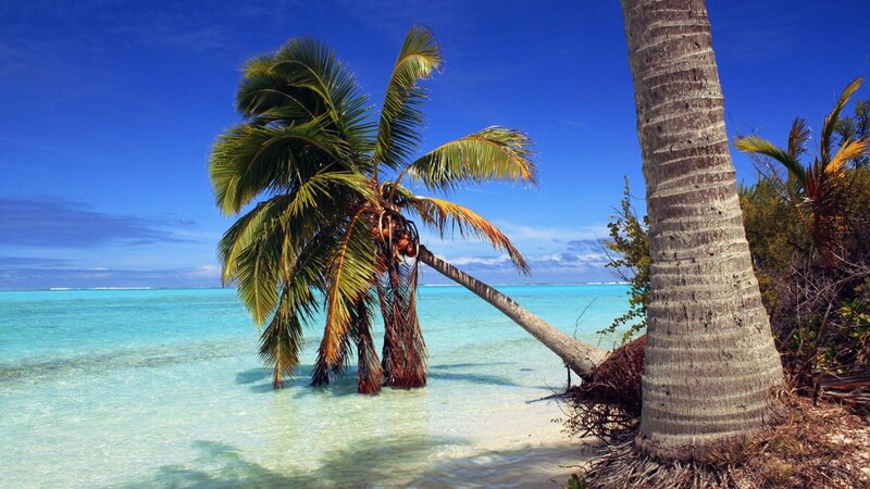 Coconut Palm on Beach — Blue, Serene, Afternoon, Photograph, Ocean, Sky, Sand