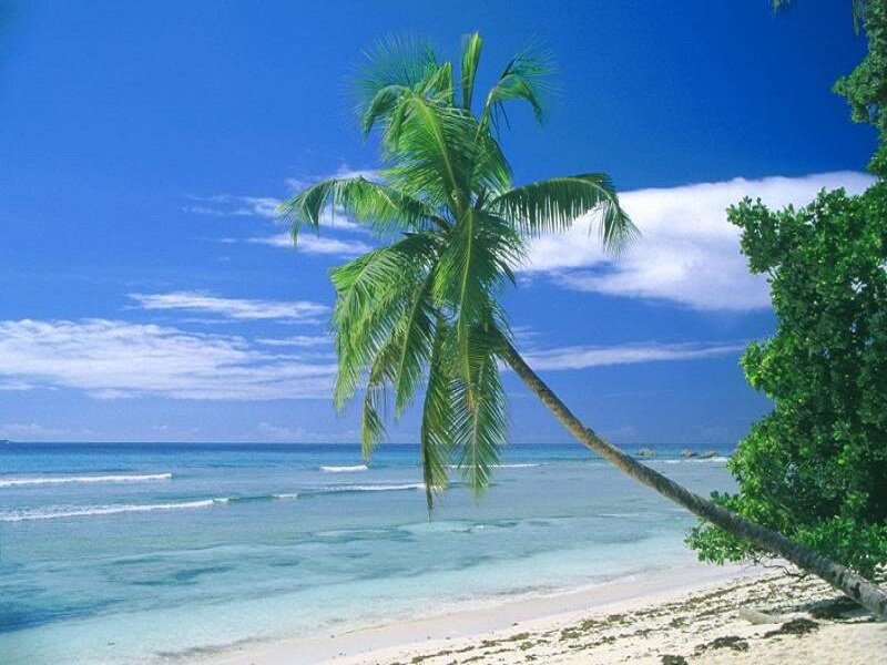 Coconut Palm on Beach — Blue, Serene, Afternoon, Photograph, Ocean, Sky