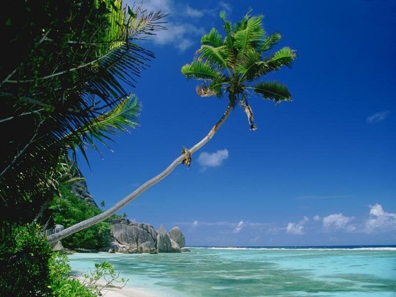 Coconut Palm on Beach — Blue, Serene, Afternoon, Photograph, Ocean