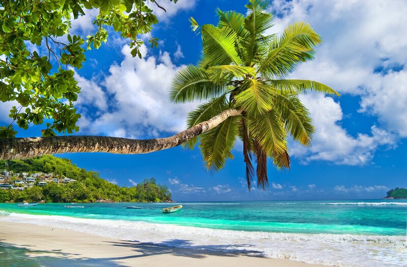 Coconut Palm on Beach — Blue, Serene, Afternoon, Photograph, Palm Tree, Ocean, Clouds