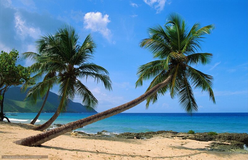 Coconut Palm on Beach — Blue, Serene, Afternoon, Photograph, Palm Tree, Ocean, Mountain