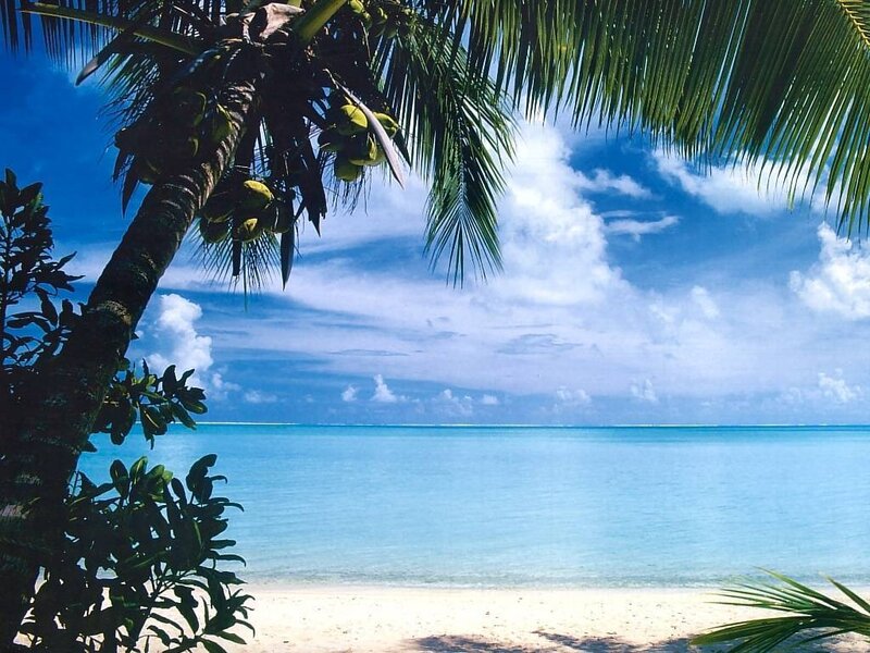 Coconut Palm on Beach — Blue, Serene, Afternoon, Photograph, Palm Tree, Ocean, Sand, Clouds