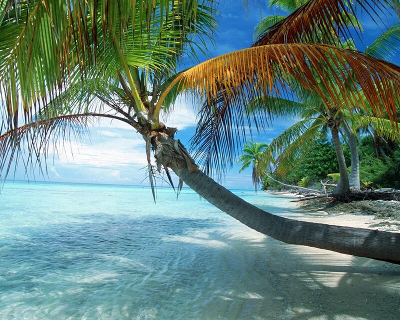 Coconut Palm on Beach — Blue, Serene, Afternoon, Photograph, Palm Tree, Ocean, Sand, Sky, Green, White