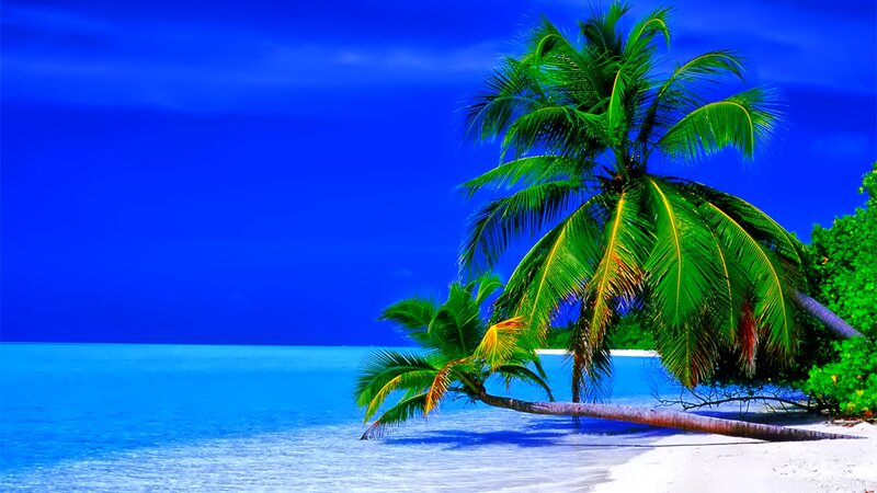 Coconut Palm on Beach — Blue, Serene, Afternoon, Photograph, Palm Tree, Ocean, Sand