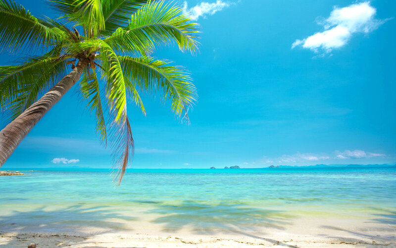 Coconut Palm on Beach — Blue, Serene, Afternoon, Photograph, Palm Tree, Ocean, Sky, Sand