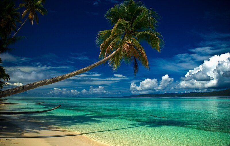 Coconut Palm on Beach — Blue, Serene, Afternoon, Photograph, Palm Tree, Ocean, Sky