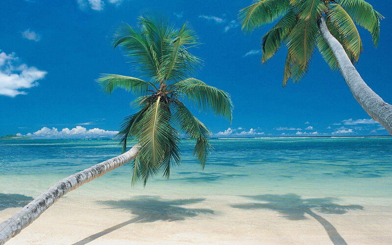 Coconut Palm on Beach — Blue, Serene, Afternoon, Photograph, Palm Tree, Ocean