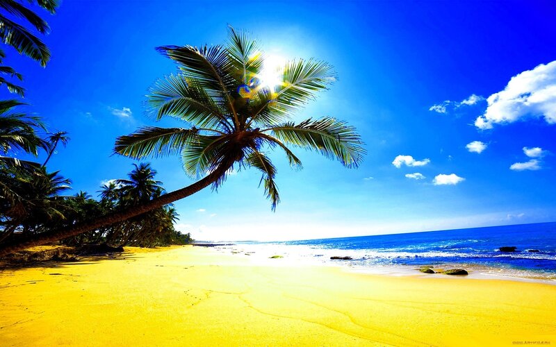 Coconut Palm on Beach — Blue, Serene, Afternoon, Photograph, Palm Tree, Sand, Ocean, Sky, Yellow, Green