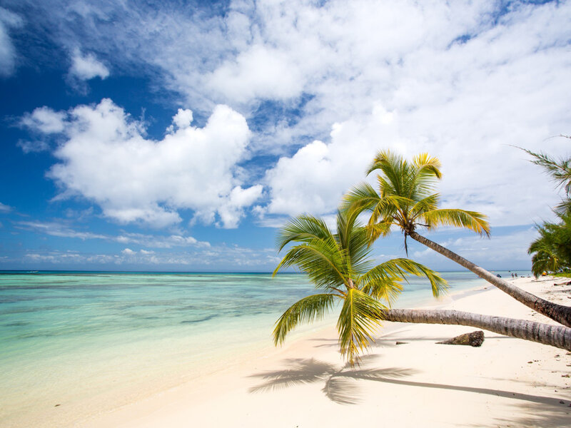 Coconut Palm on Beach — Blue, Serene, Afternoon, Photograph, Palm Tree, Sand, Ocean