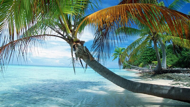 Coconut Palm on Beach — Blue, Serene, Afternoon, Photograph, Palm Tree