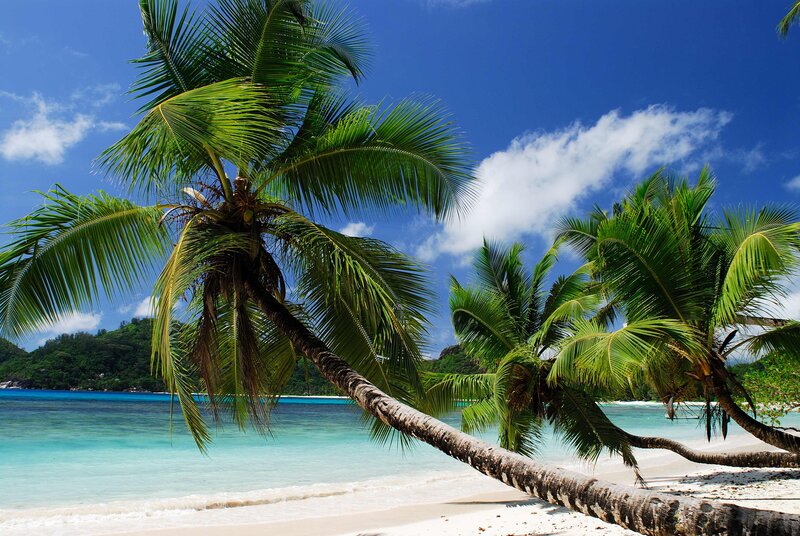 Coconut Palm on Beach — Blue, Serene, Afternoon, Photograph, Palm Trees