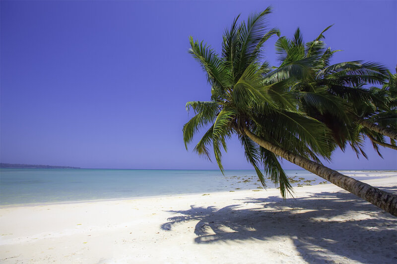 Coconut Palm on Beach — Blue, Serene, Afternoon, Photograph, Sand, Ocean, Sky