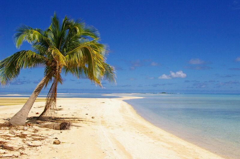 Coconut Palm on Beach — Blue, Serene, Afternoon, Photograph, Sand, Ocean