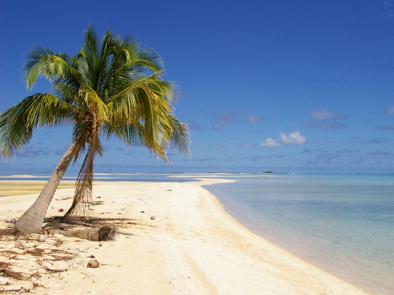 Coconut Palm on Beach — Blue, Serene, Afternoon, Photograph, Sand