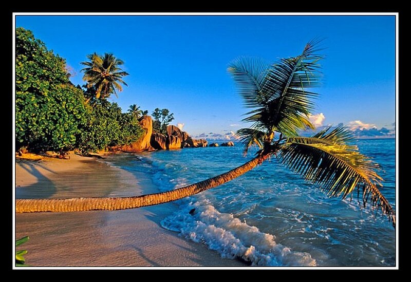 Coconut Palm on Beach — Blue, Serene, Afternoon