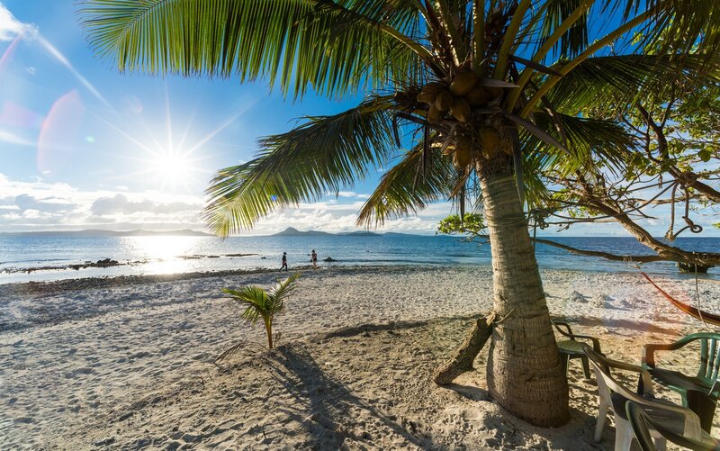 Coconut Palm on Beach — Blue, Serene, Morning, Photograph