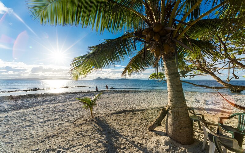 Coconut Palm on Beach — Blue, Serene, Morning