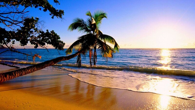 Coconut Palm on Beach — Blue, Serene, Sunset, Photograph, Palm Tree, Ocean, Sand, Sun