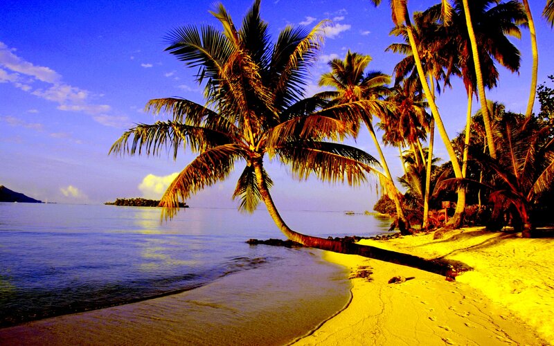 Coconut Palm on Beach — Blue, Serene, Sunset, Photograph