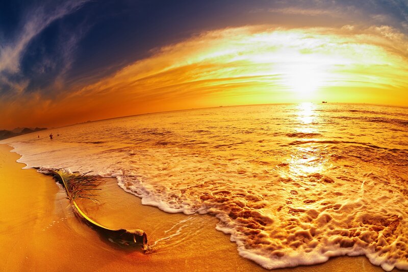 Coconut Palm on Beach — Gold, Dramatic, Sunset