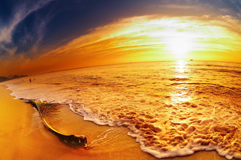 Coconut Palm on Beach — Gold