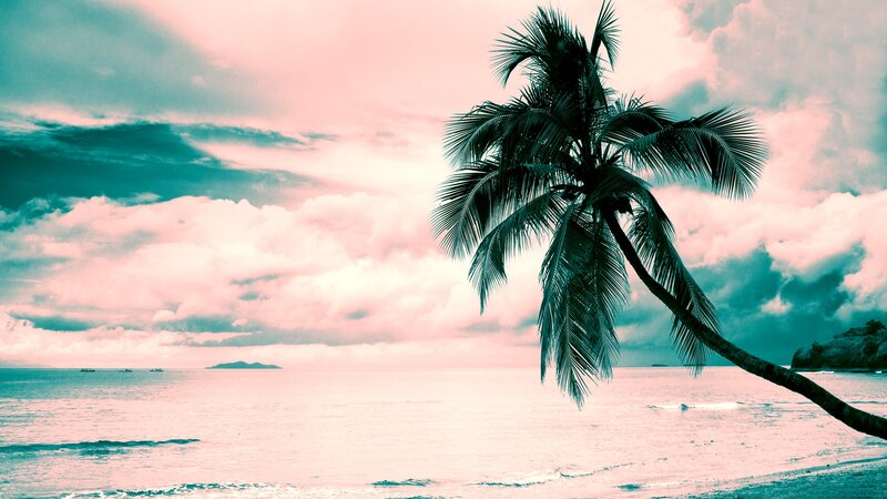 Coconut Palm on Beach — Pink