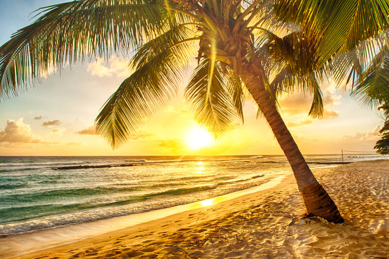 Coconut Palm on Beach — Yellow