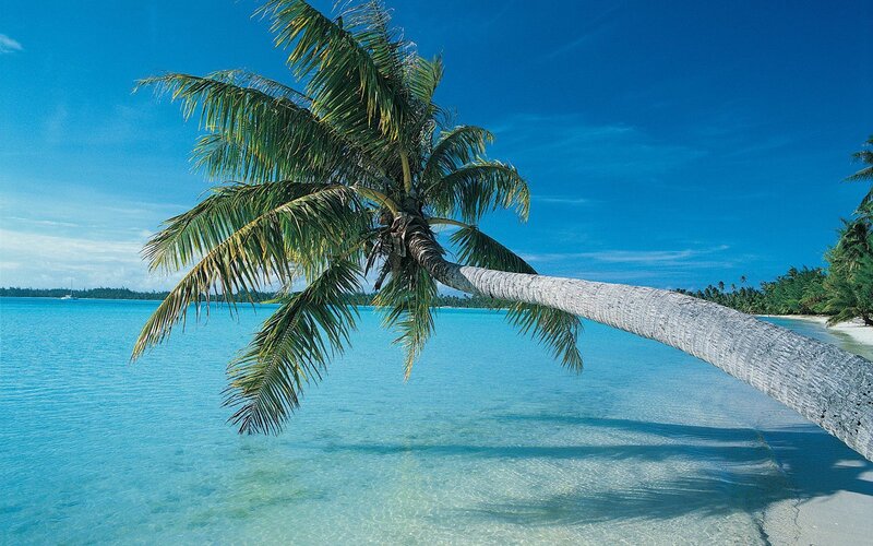 Coconut palm on tropical beach